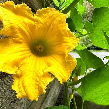 公寓 Horst_ Gruen.