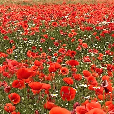 Horst_ Gruen. 公寓